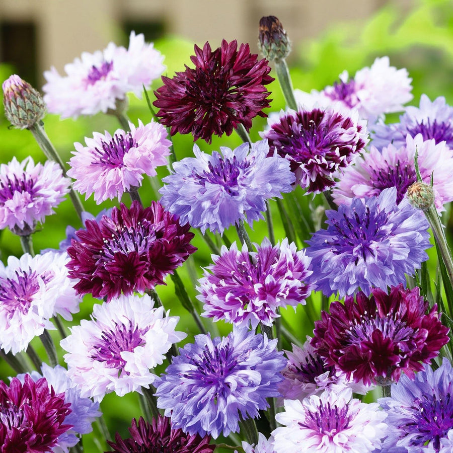Bachelor Button Centaurea Cyanus Mixed Flower Seeds for Planting – Ideal for Cut Flower Gardens and Seasonal Borders