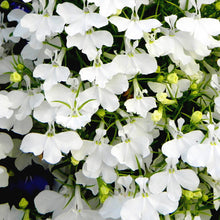 Lobelia Erinus White Lady Seeds for growers seeking a long-blooming display