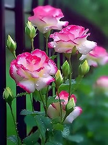 Eustoma Eustoma Grandiflorum White Flower Seeds for Planting – Ideal for Wedding Bouquets and Indoor Decor
