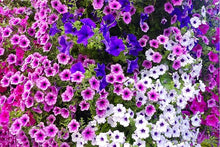 Mixed Hanging Petunia Seeds (Petunia spp.) valued for hanging Baskets