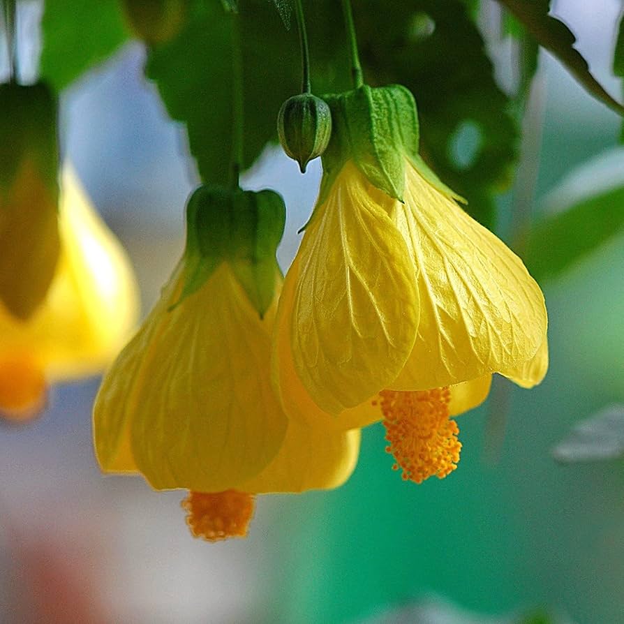 Abutilon Striatum Seeds for growers seeking a long-blooming display
