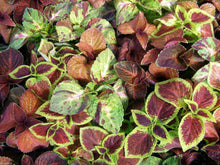 Bonsai Coleus Seeds (Solenostemon scutellarioides) for growers establishing the Flower Bed
