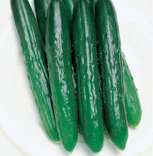 Soarer Hybrid Cucumber Seeds (Cucumis sativus) for productive rows in the Vegetable Patch