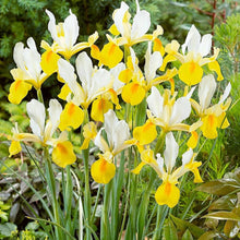 Iris Seeds (Iris germanica) for a bright addition to the Flower Bed & Home Garden