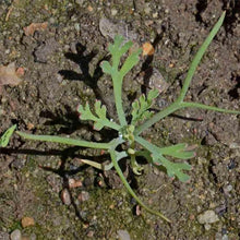 Mixed Poppy Seeds (Papaver spp.) for a bright addition to the Flower Bed & Garden