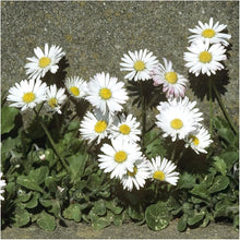 English Daisy Flowers Fresh Seeds for gardeners building out beds and borders