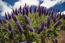 Echium Fastuosum Flowering Plant Seeds (Echium fastuosum) for growers filling out the Flower Bed & Garden