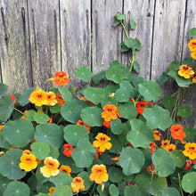 Light Yellow Nasturtium Seeds grown for gardening