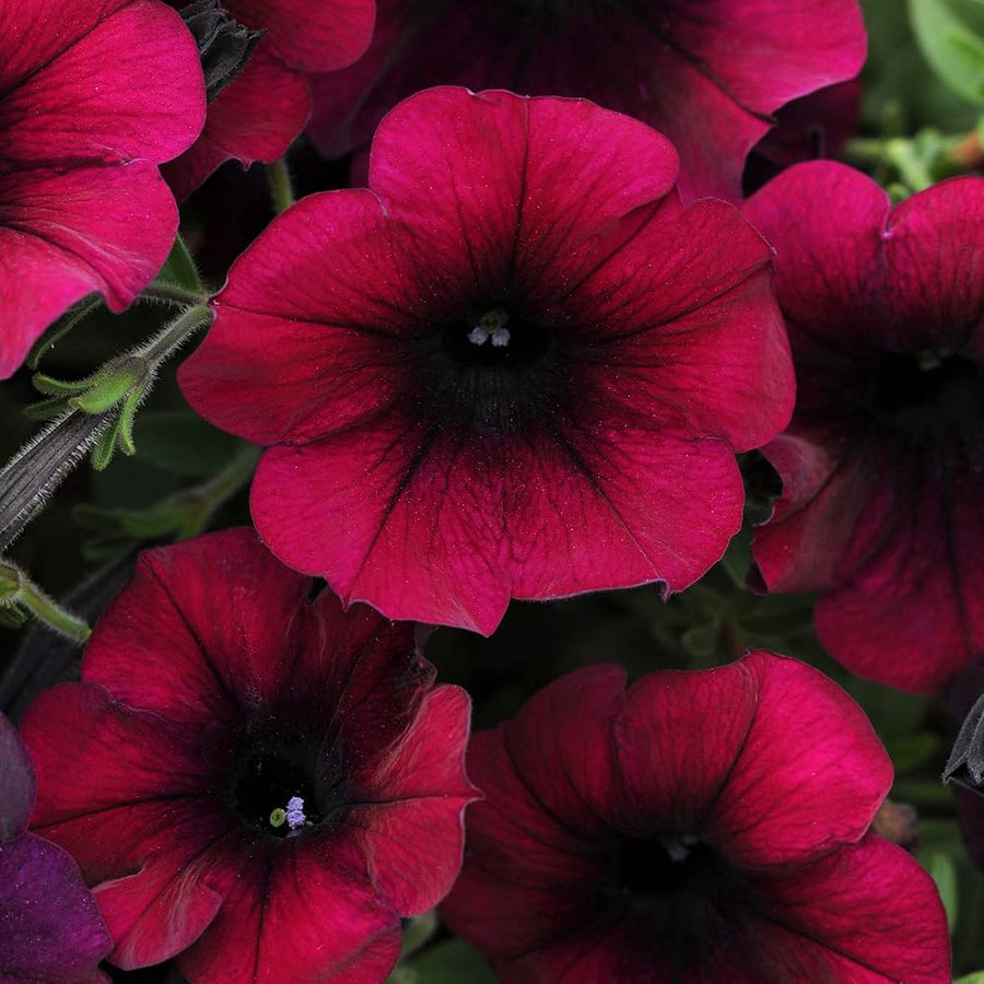 Begonia Hybrida Voss Decorative Flower - for planting in home garden