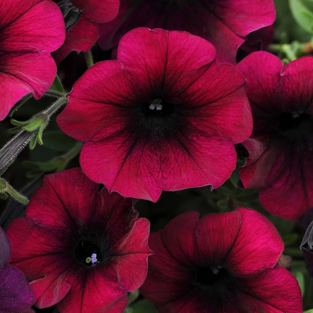 Petunia Petunia × hybrida Red Velour Easy Wave flower seeds for planting in hanging baskets or garden borders - for planting in home garden
