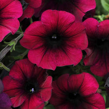 Heirloom Hanging Petunia Mixed Burgundy Rare Variety Garden Plant - for planting in home garden