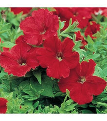 Petunia Grandiflora Expresso Frappe Rose Seeds for reliable seasonal color