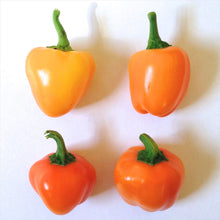 Pepper Capsicum Annuum Ornamental Chili Bonsai Seeds valued by growers for indoor DIY Gardening