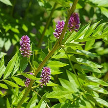 Green Basil Licorice Plants for a fragrant addition to the herb patch
