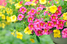 Petunia Petunia Hybrida Yellow Seeds for colorful blooms in the Borders, Hanging Baskets, and Pots