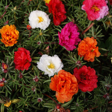 Black Portulaca Grandiflora Seeds for reliable seasonal color