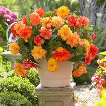 Nine Color Begonia Seeds (Begonia spp.) for long-term planting in the indoor garden bonsai planting