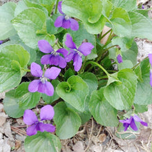 Chinese Viola Seeds (Viola odorata) for growers establishing the Bonsai Pot or Shaded Flower Bed