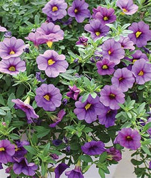 Calibrachoa Petunia Seeds (Calibrachoa spp.) for colorful blooms in the Flower Bed