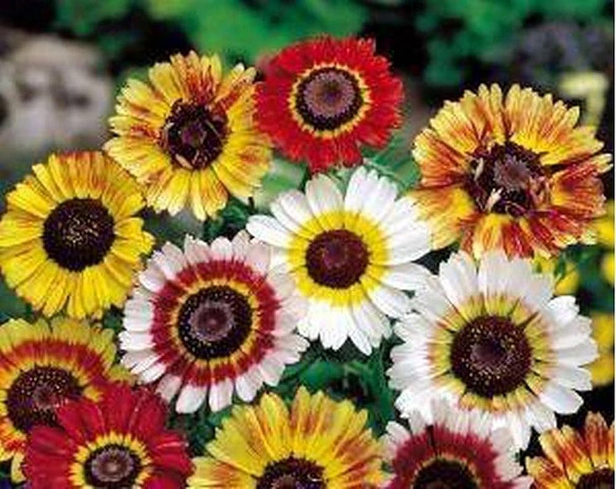 Tricolor Painted Daisy flower seeds