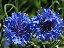 Johnsons Seeds for gardeners building out beds and borders