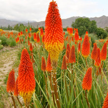 Red Hot Poker Seeds for a bright addition to the Bulk Garden Borders