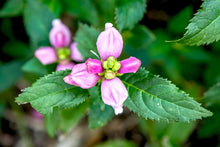 Turtlehead Seeds (Chelone obliqua) for a lasting display in the flower beds and damp gardens