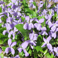 Mathiola Seeds for growers filling out the Flower Bed & Garden