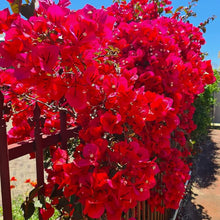 Bougainvillea Spectabilis Seeds for growers filling out the Garden