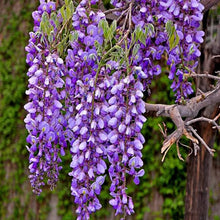 Plant Seeds (Wisteria sinensis) for colorful blooms in the Landscapes