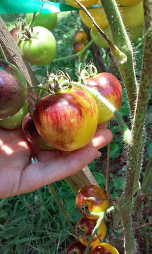 Bumblebee Tomato Seeds (Solanum lycopersicum) prized among growers for colorful heirloom tomato planting