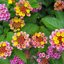 Lantana Camara mixed flower seeds for planting in garden borders