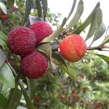 Red Bayberry Seeds for growers wanting a homegrown harvest