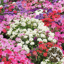 Verbena Hybrida Seeds for reliable seasonal color