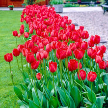 Tulip Tulipa Hybrida Seeds for a lasting display in the Garden Spring Garden Displays