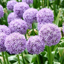 Giant Allium Seeds (Allium giganteum) for colorful blooms in the Ornamental Flower Bed