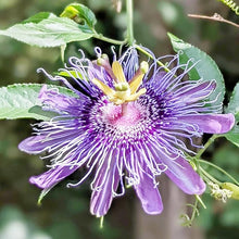 Passiflora Seeds (Passiflora spp.) for a bright addition to the Flower Bed