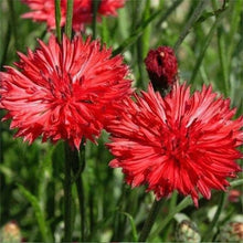 Red Bachelor Button Seeds (Centaurea cyanus) for seasonal color across the flower bed butterfly garden