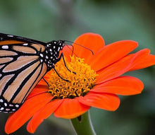 Mexican Sunflower Seeds (Tithonia diversifolia) for a lasting display in the Flower Bed & Garden