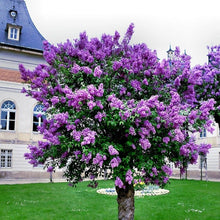 Light Purple Aromatic Flower Tree Seeds for a lasting addition to the landscape