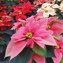 Poinsettia Seeds for growers seeking a long-blooming display