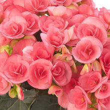 Pelleted Seeds for growers seeking a long-blooming display