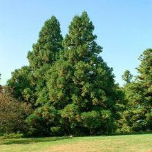 Japanische Rote Zeder Cryptomeria Japonica Baum Samen Seeds for gardeners building out beds and borders