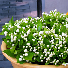 Jasmine Seeds (Jasminum officinale) for reliable seasonal color