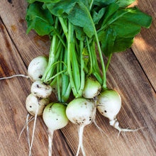 Turnip Brassica Rapa Seven Top Seeds valued by growers for kitchen Greens Harvest