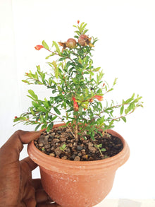 Pomegranate Punica Granatum Mini Bonsai Tree Seeds for sweet homegrown fruit in the Outdoor Pots