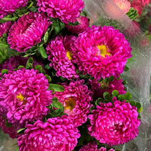 Aster Aster Alpinus Mixed Seeds grown for wildflower Seasonal Color Displays