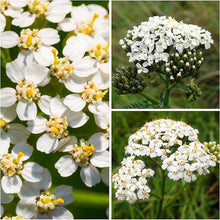 Heirloom Non-GMO Pearl White Yarrow (Swamp Yarrow Seeds for a bright addition to the Elegant White Blooms in Your Garden
