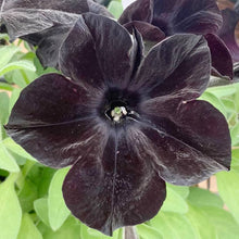 Petunia Bonsai Balcony Garden Seeds for a lasting addition to the landscape