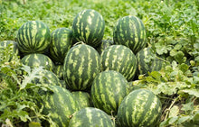 Watermelon Citrullus Lanatus Mixed Seeds prized among growers for summer Backyard Gardening